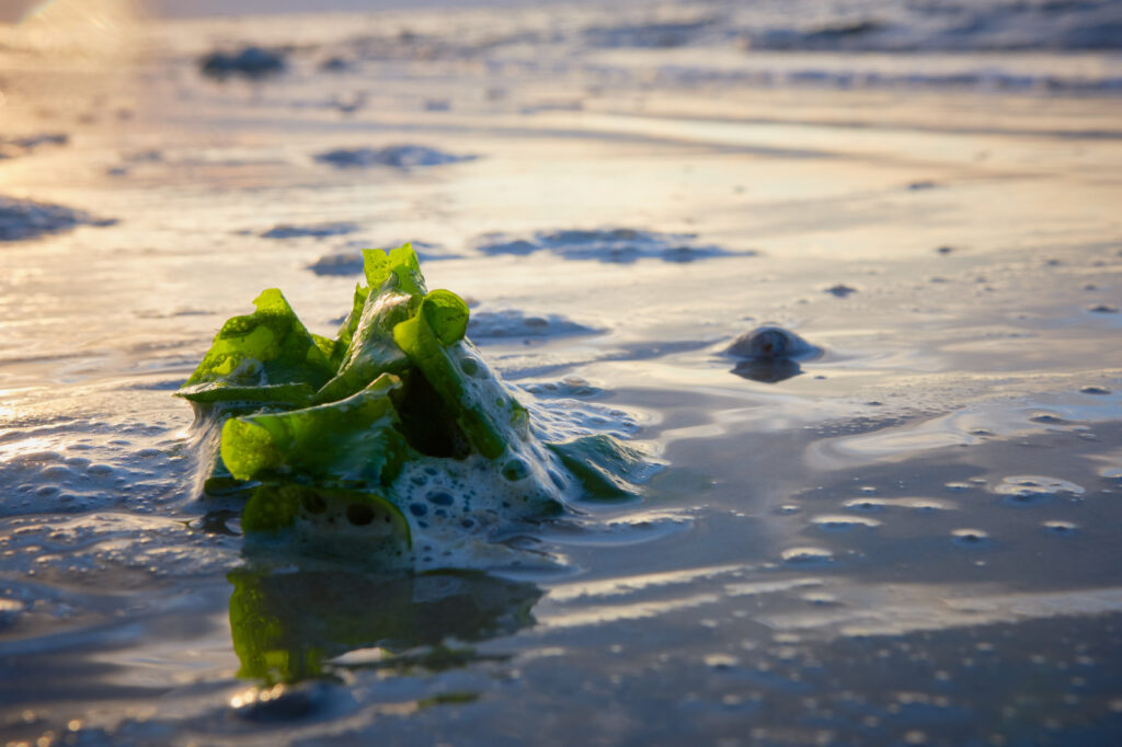 Gesunder Snack: Algen aus der Nordsee